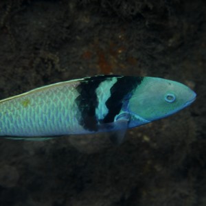 Bluehead Wrasse Supermale