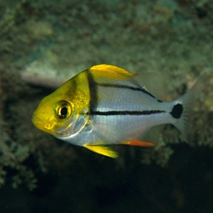 Juvenile Porkfish