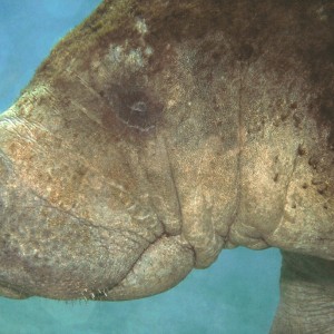 Manatee