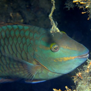 Stoplight Parrot fish