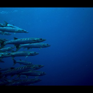 barracudas