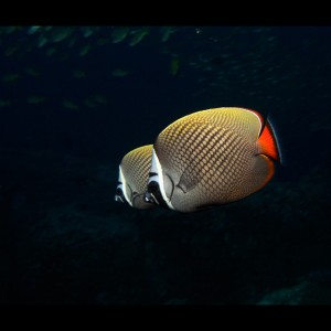 butterflyfish