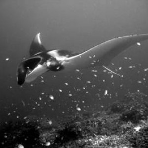 manta ray