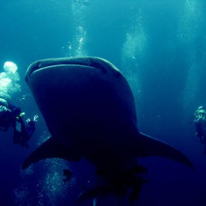 whaleshark