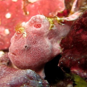 frogfish