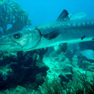 Cozumel 2010