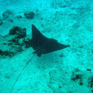 Cozumel 2010