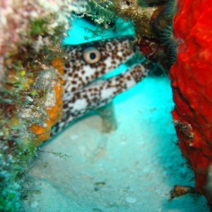 Cozumel 2010