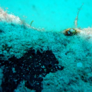 Cozumel 2010