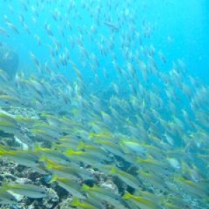 Scuba diving from Kota Kinabalu, Sabah with Borneo Dream