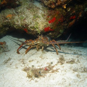 Cedral Pass lobster