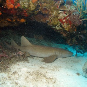 Cedral Pass shark