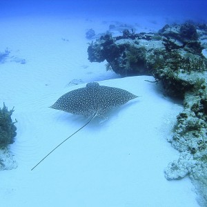 Cedral Pass eagle ray