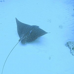 Cedral Pass eagle ray