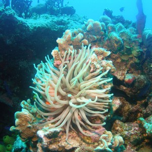 Tormentos sea anemone