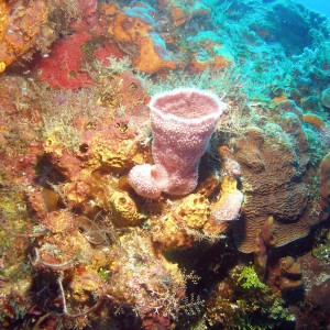 Cedral Shallows corals
