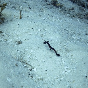 Cedral Shallows seahorse