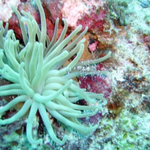 Giant Anemone