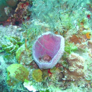 Azure Vase Sponge