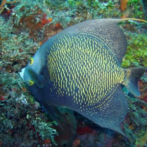 French Angelfish