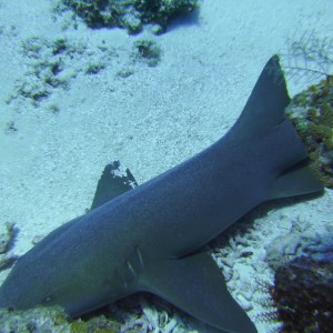 Nurse Shark