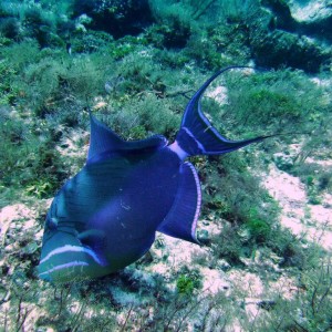 Queen Triggerfish