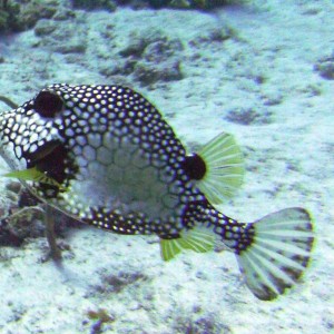 Smooth Trunkfish