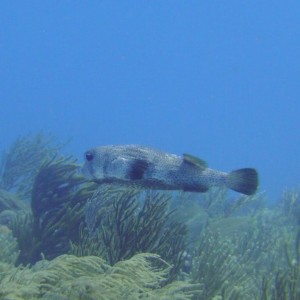 Porcupinefish