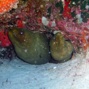 Green Moray Eel