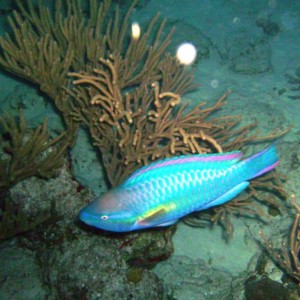 Princess Parrotfish