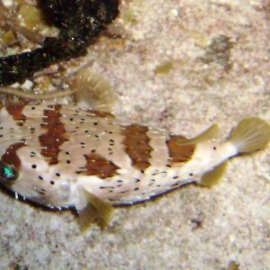 Balloonfish