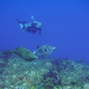 Scrawled Filefish