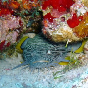 Splendid Toadfish