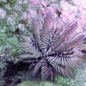 Variegated Urchin