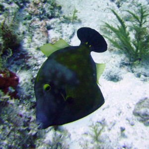 Whitespotted Filefish