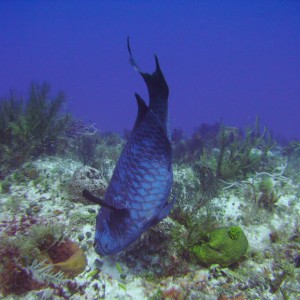 Midnight Parrotfish