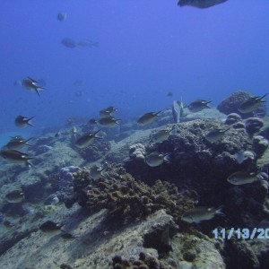 El Bajo reef at Cabo Pulmo, Mexico