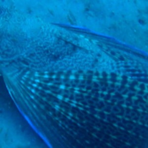 Flying Gurnard