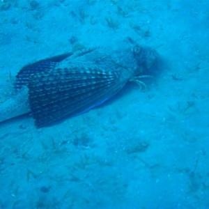 Flying Gurnard