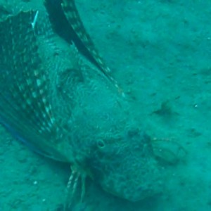 Flying Gurnard