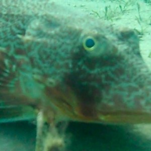 Flying Gurnard