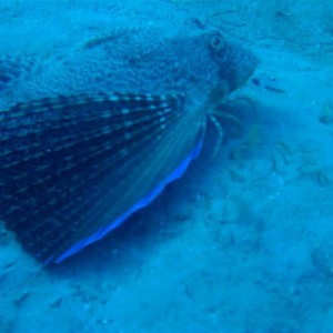 Flying Gurnard