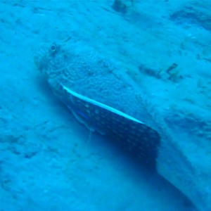 Flying Gurnard