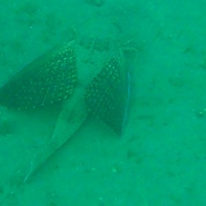 Flying Gurnard