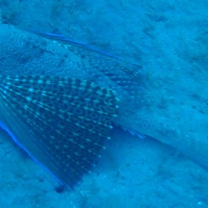 Flying Gurnard