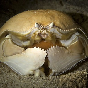 Box Crab (with eggs) [Calappa Calappa]