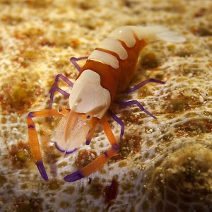 Emporer Shrimp