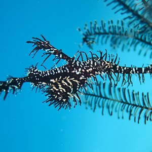 Harlequin Pipefish