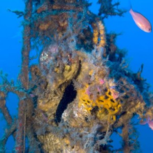 Ogliastra wrecks