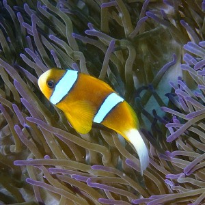 clownfish31